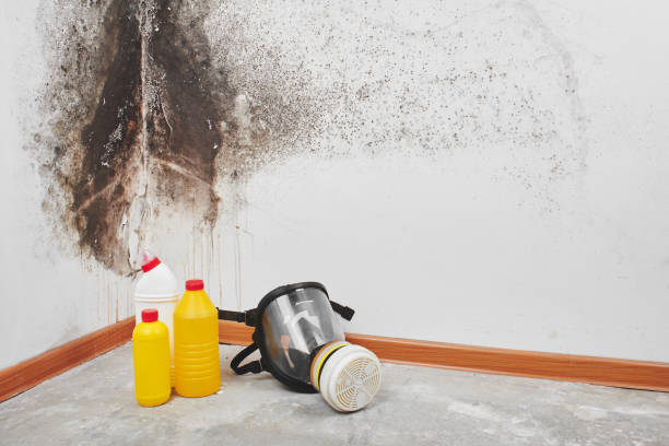 Best Mold Testing and Removal  in Oral City, FL