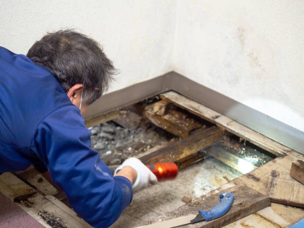Best Mold Cleaning Services  in Oral City, FL