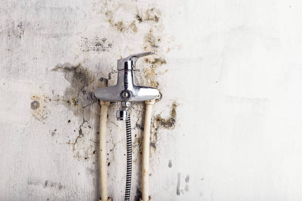 Best Office Mold Removal Services  in Oral City, FL