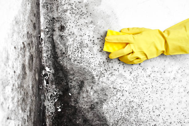 Best Attic Mold Removal  in Oral City, FL