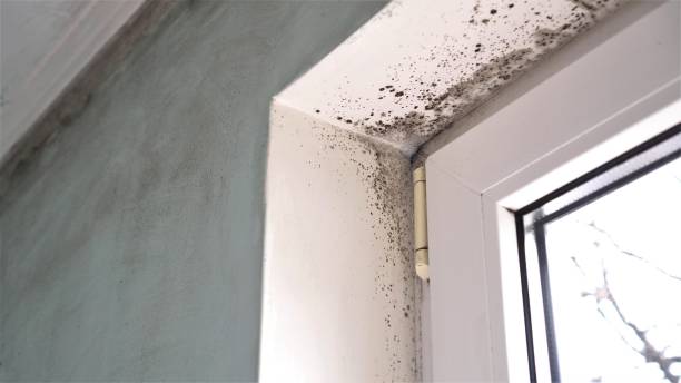 Best Commercial Mold Removal  in Oral City, FL