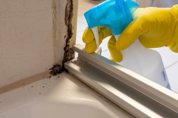 Best Certified Mold Removal  in Oral City, FL