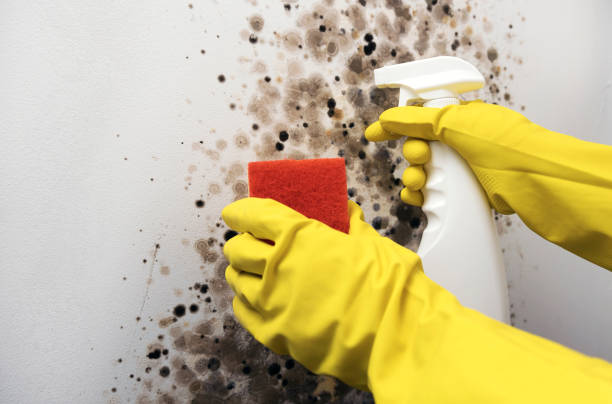Best Crawl Space Mold Removal  in Oral City, FL