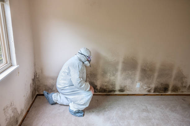 Best Professional Mold Removal  in Oral City, FL