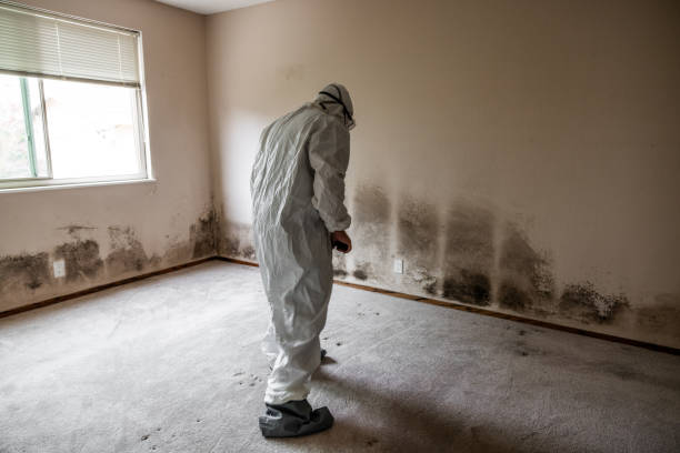 Best Affordable Mold Removal  in Oral City, FL