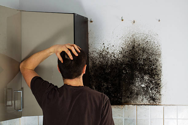 Best Residential Mold Removal  in Oral City, FL