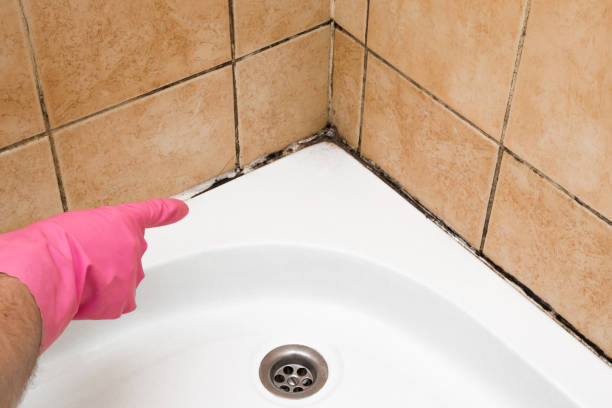 Mold Removal Process in Floral City, FL